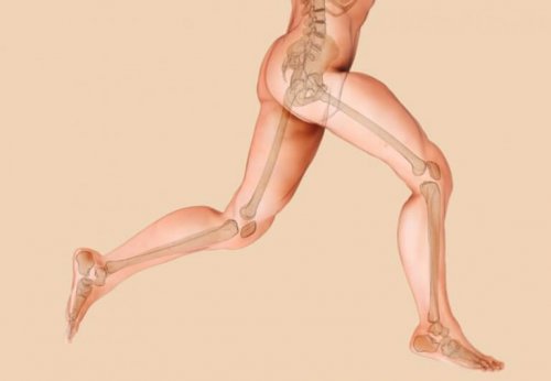 İskelet ve kas sistemi