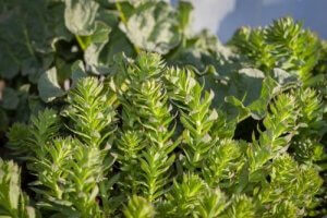 Rhodiola Rosea'nın Sporda Adaptojen Olarak Kullanımı