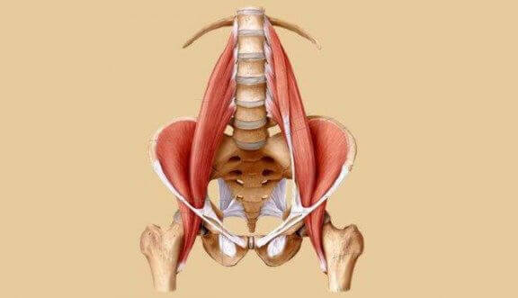 psoas kaslarını gösteren çizim
