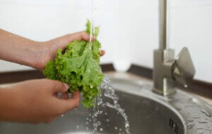 Farklı Marul Türleri İle Tanışın