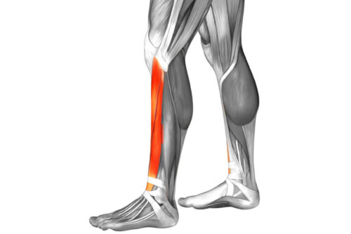 ön tibial