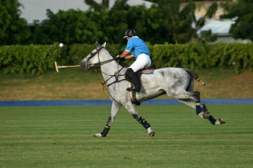 polo sporu at
