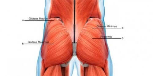 Metinde yukarıda açıklandığı gibi çeşitli gluteal kasları gösteren resim