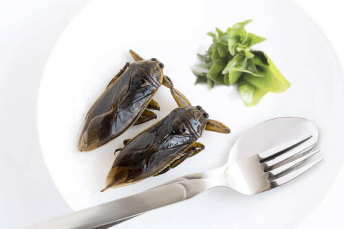Yenebilen böcekler arasında popüler olan böcek türlerinden bir tanesi.