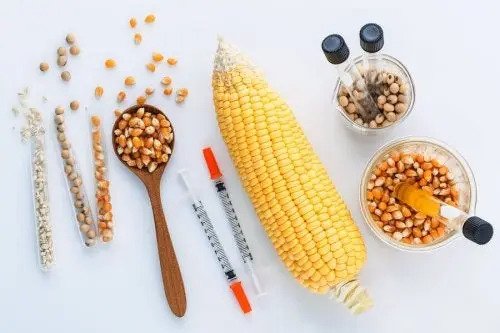 Genetiği Değiştirilmiş Gıdalar Güvenli Midir?